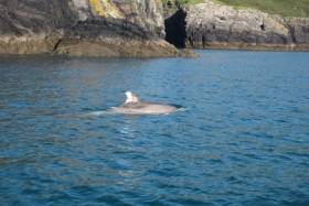 Dolphin Watchers Appeal For Recent Sightings Of &#039;Bad Boy&#039; Clet