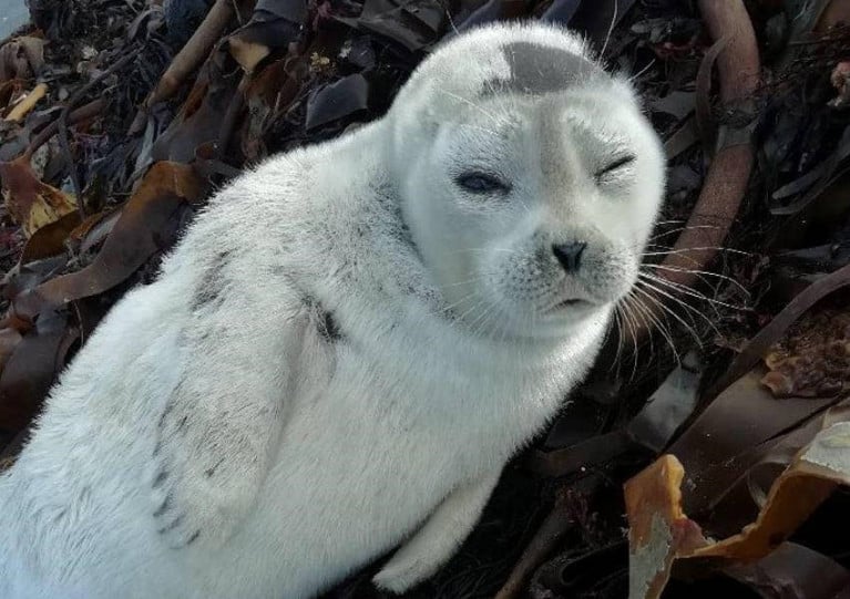 tuberculose Mentaliteit deelnemer Rescued Arctic Ringed Seal Pup Finds Her Appetite After Storm Brendan Ordeal