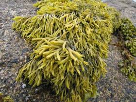 Seaweed-Rich Coastal Air Combats Iodine Deficiency Says New Research