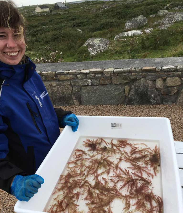 Marine science researcher Silvia Blanco with Red seaweed Asparagopsis armata tests at Bantry marine research station, Co Cork, which may help to reduce methane emissions in cattle if added to animal feed