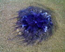 Ireland&#039;s waters host a number of stinging jellyfish, such as the blue jellyfish