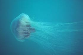 The lion&#039;s mane jellyfish is also known as the giant jellyfish or hair jelly