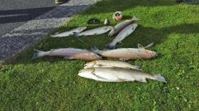 A few of what anglers reported as hundreds of fish killed in the pollution incident on the Annsborough River at the weekend