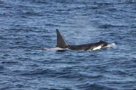 There was great excitement and media interest in the sighting of killer whales off West Kerry over a month ago.