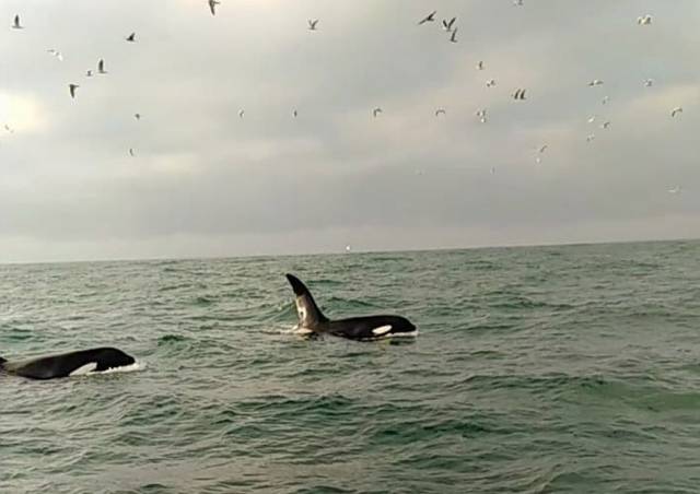 The two orcas sighted off Rockabill on Saturday afternoon