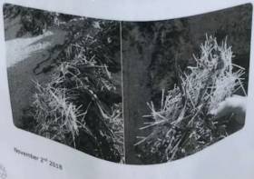 Images of the plastic shards from the safety advisory posted last November