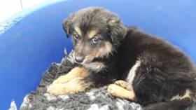 One of the puppies recovered on Saturday night at Dublin Port in the fourth such seizure this year