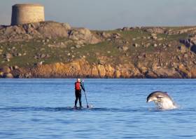 Bottlenose dolphin playing with a paddleboarder in front of Dalkey Island
