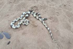 The snake found by a member of Youghal Coast Guard last Thursday 3 January