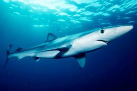 Blue sharks rarely bite humans - and the recent incident on a boat off Roches Point is being put down to an angling accident