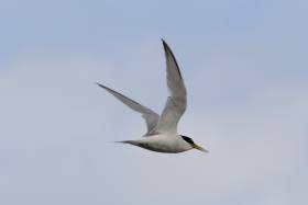 A Little Tern flying in Kilcoole, Co. Wicklow