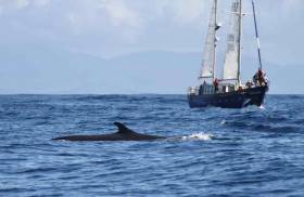 IWDG&#039;s Celtic Mist with Fin Whale