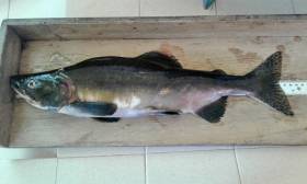Mature male Pacific pink salmon caught on the River Erriff in Co Mayo on 9 August