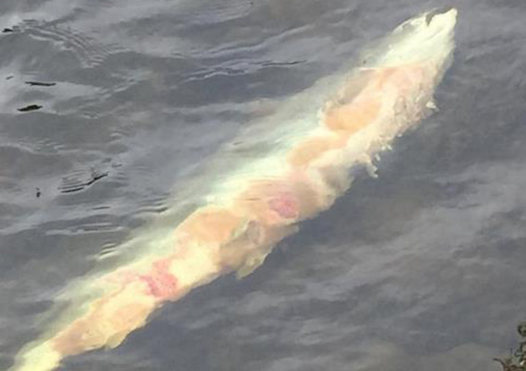 Salmon from the River Boyne showing signs of red skin disease in 2019