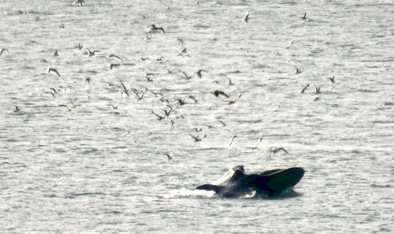 A Fin Whale off the Waterford coast - Environment Minister Eamon Ryan has increased funding to Environmental NGOs that includes the Irish Whale and Dolphin Group