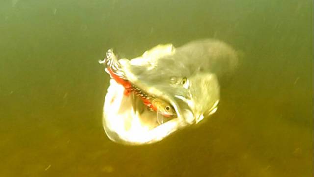 Next year’s plans for the Owenriff system involve the removal of predatory pike to help recovery of salmon and trout