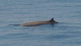 A Cuvier’s beaked whale surfacing in the Mediterranean in July 2016. The deep-ocean species is rarely spotted in the wild but record numbers were stranded on beaches between north-west Ireland and western Scotland last year