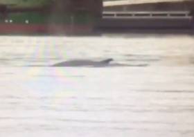 The cetacean spotted at Dublin Port this afternoon