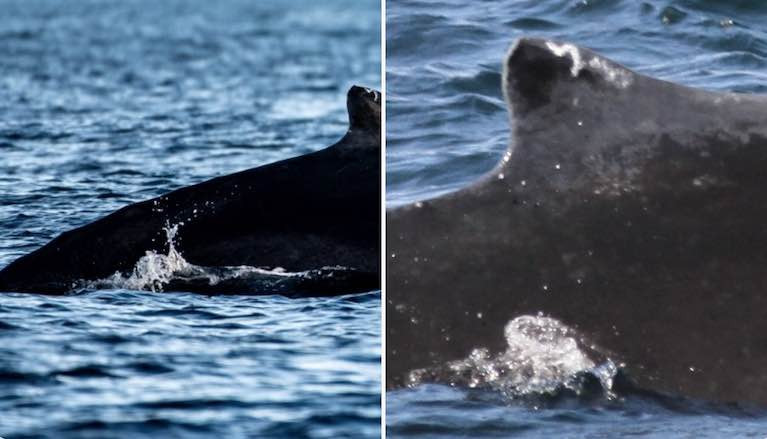Snap! Irish Humpback whale named #HBIRL38 has been photographed off Scotland and Ireland