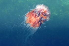 Lion’s Mane Jellyfish In Irish Waters Are Larger Than Usual