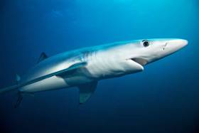 A Spanish fishing vessel has pleaded guilty to catches of Blue Shark off the Irish coast