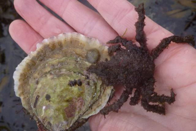  A four horned crab in red seaweed dress discovered at Geeha on Galway bay