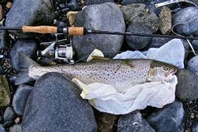Sea trout caught by an angler in Galway Bay