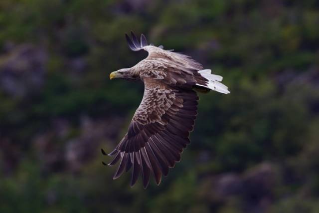 A white tailed sea eagle in Norway