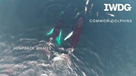 Humpback Whales Spotted ‘Socialising’ Off West Cork In Dramatic Drone Video