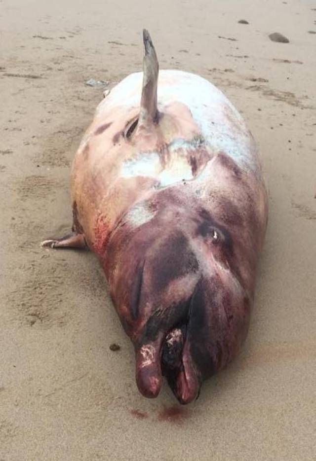 The discovery of five beaked whales in a single day has been described as 'highly unusual'