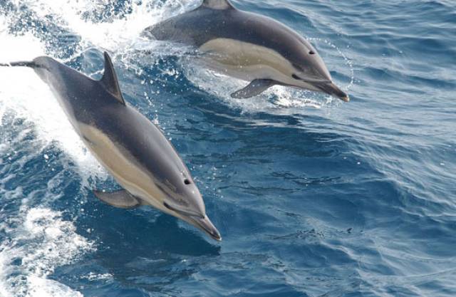 Dolphins are up for discussion at the IWDG’s talks during National Biodiversity Week