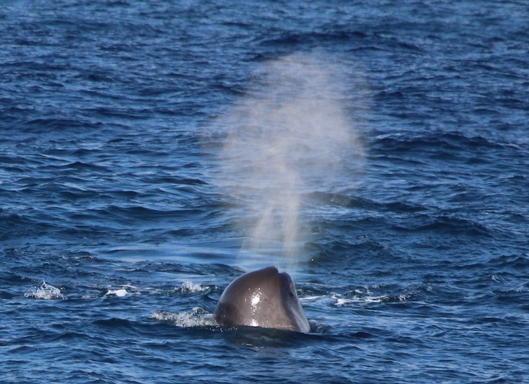 Sperm whale at surface