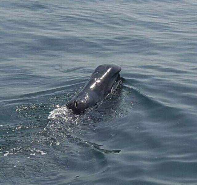 The bowhead whale sighted at the mouth of Carlingford Lough on Sunday 29 May