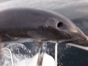 The dolphin landed across the bow of a boat in Tralee Bay earlier this week