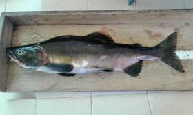 Mature male Pacific pink salmon caught on the River Erriff in Co Mayo in August 2017