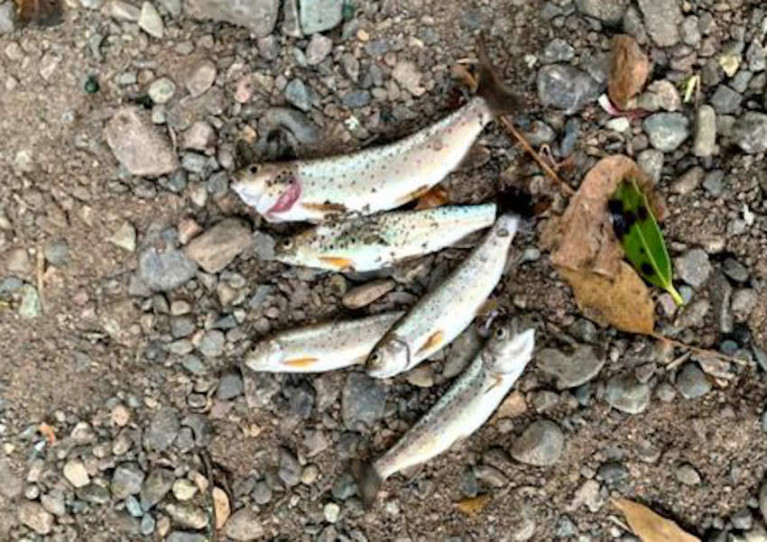 Some of the dead fish identified by local anglers