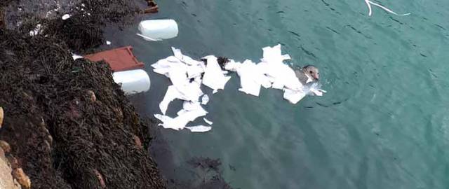 Turn the tide on plastic – A seal at Dun Laoghaire's West Pier chewing on plastic debris