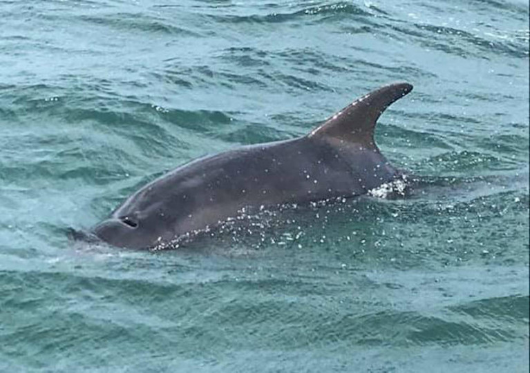 The solitary dolphin has been sighted at Greenore and Carlingford after taking up residence in recent weeks