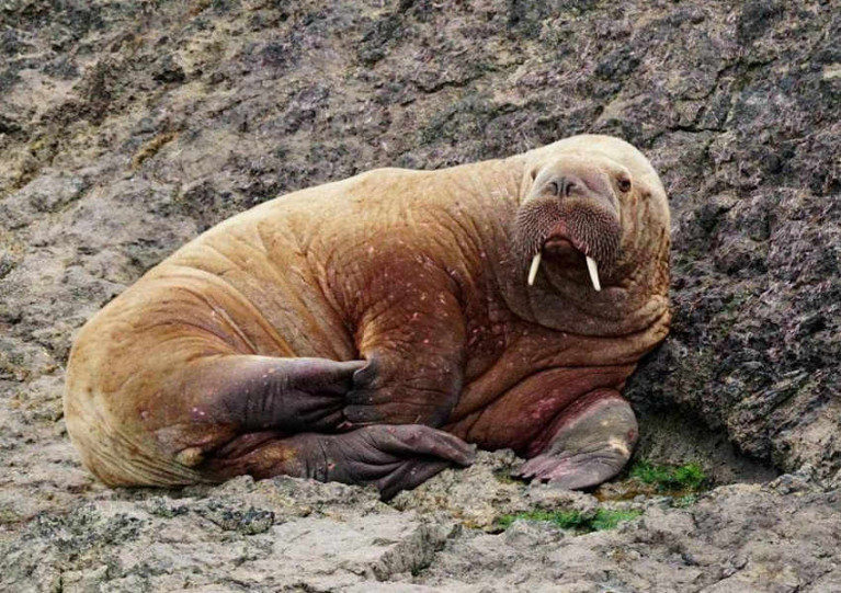 The Arctic walrus resting on the South Pembrokeshire coast on Saturday 20 March