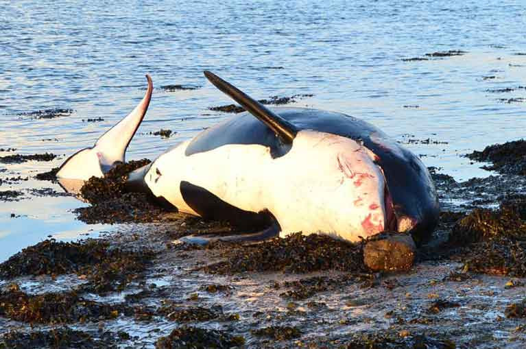 A dead Killer Whale on the Waterford shoreline