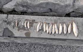 Fish mortalities on the Ballycorrigan River in Ballina, Co Tipperary last summer