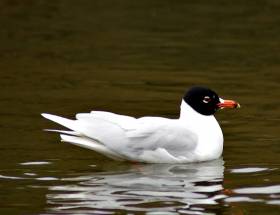 A Mediterranean gull much like this one has been spotted from Belfast&#039;s Window on Wildlife