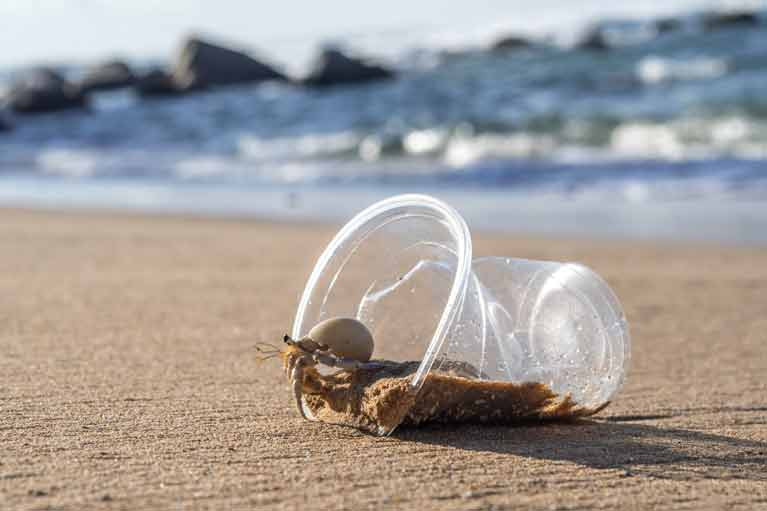 To investigate the impact of microplastic exposure, the research team divided hermit crabs between experimental tanks, half containing microplastics while the other half had no plastic