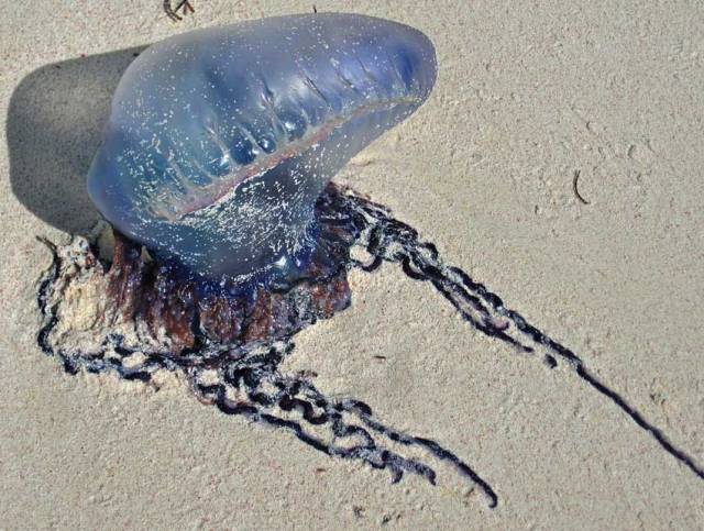 Sightings of Portuguese men o’war, like this one beached in the Bahamas, have spiked in recent days