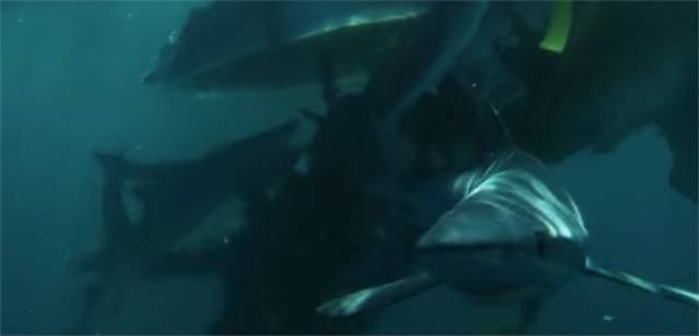Blue sharks feed on a humpback whale carcass, from the UTV series Britain's Whales