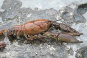 A native white-clawed crayfish