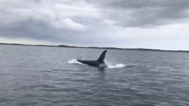 Orca Killer Whales Spotted in Strangford Lough (VIDEO)