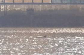 The dolphin spotted in the River Liffey earlier today