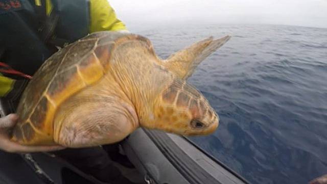 Una the loggerhead was one of two turtles released from the LÉ Róisín en route to the Mediterranean this week