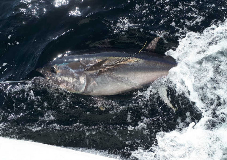 A tagged bluefin tuna in Donegal Bay last year